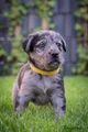 Kruising Puppy 6