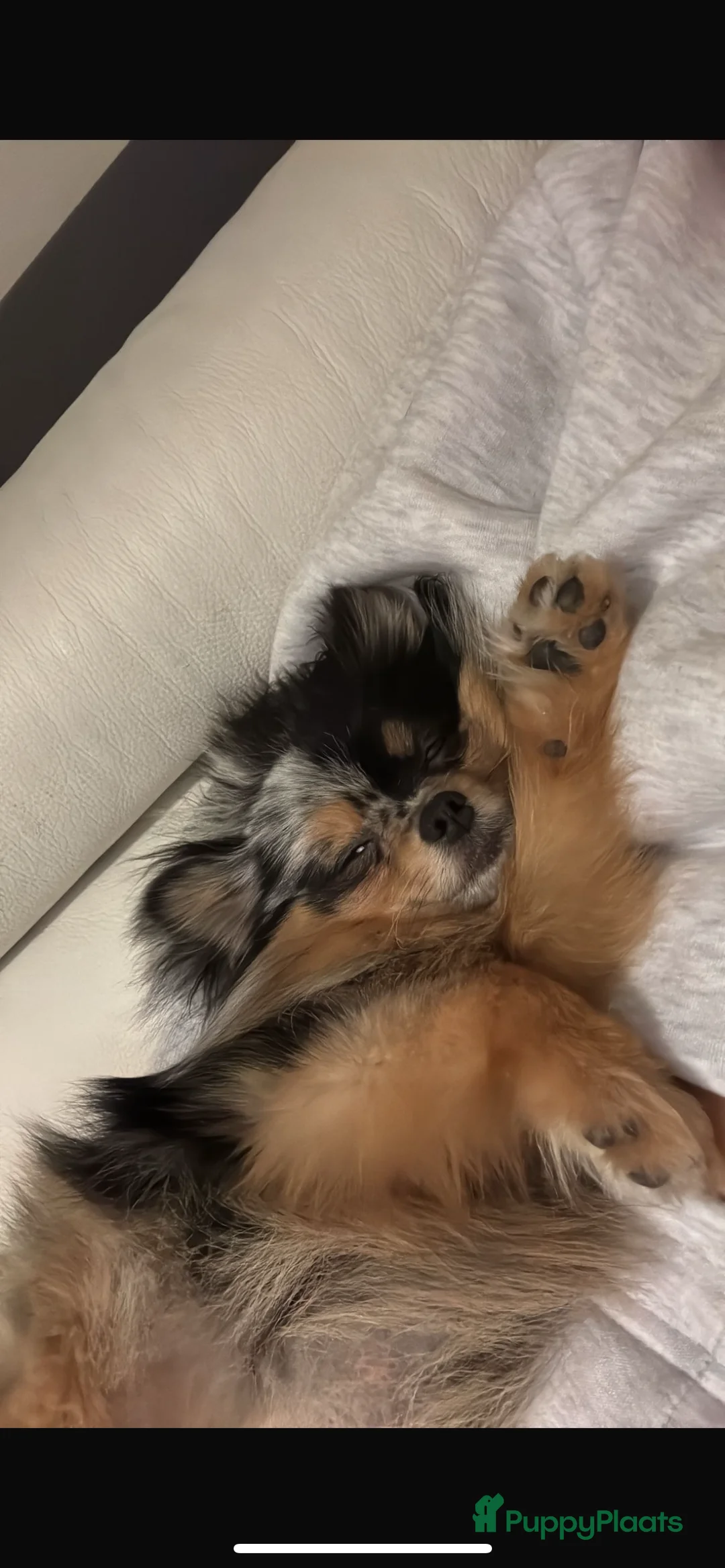 Pomeriaan honden te koop: Pomeriaan pups te koop  - Advertentie 9