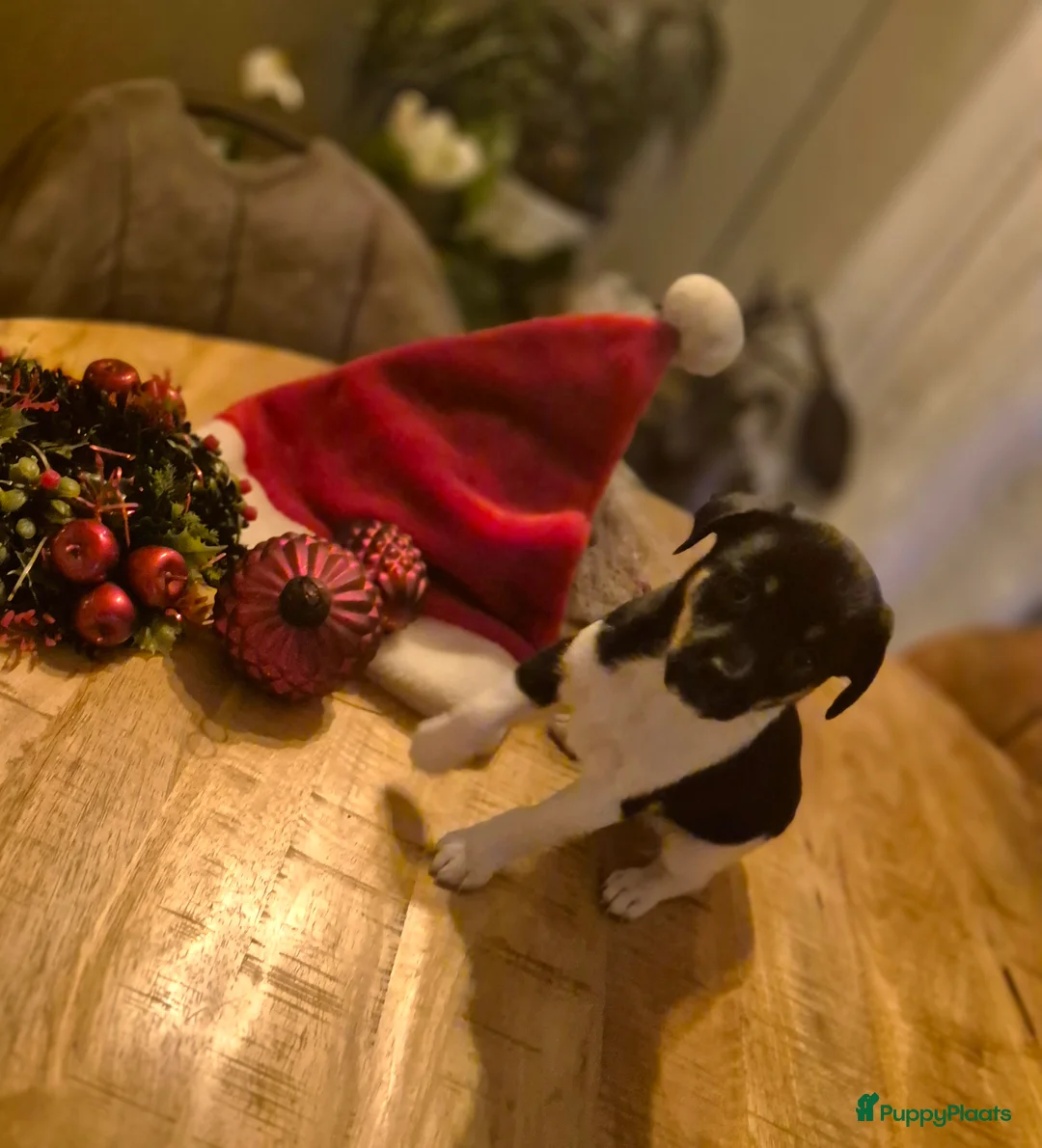 Kruising honden te koop: Boerenfox puppy's  - Advertentie 7