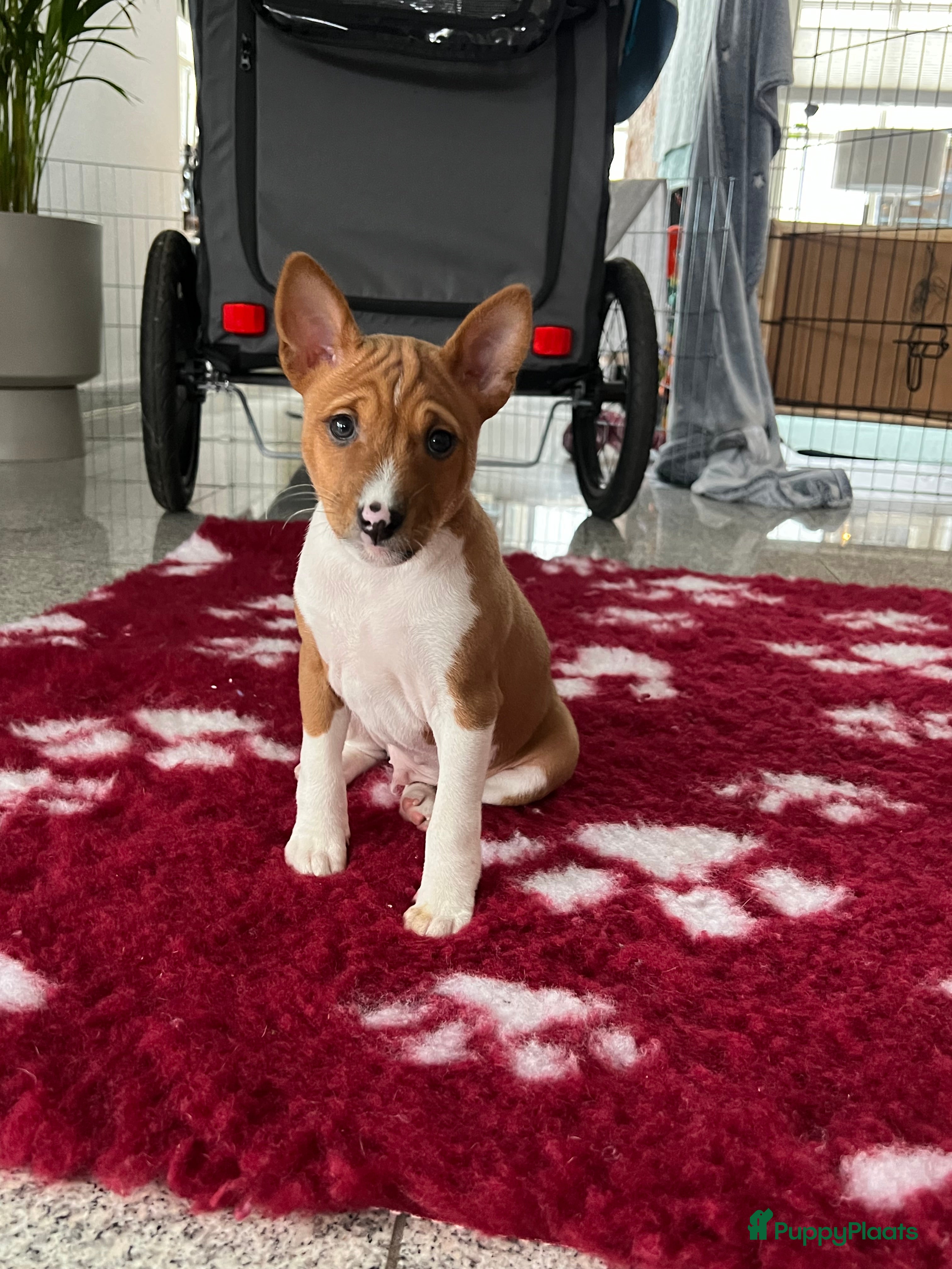 Basenji honden Basenji pup reu beschikbaar  - Advertentie 1