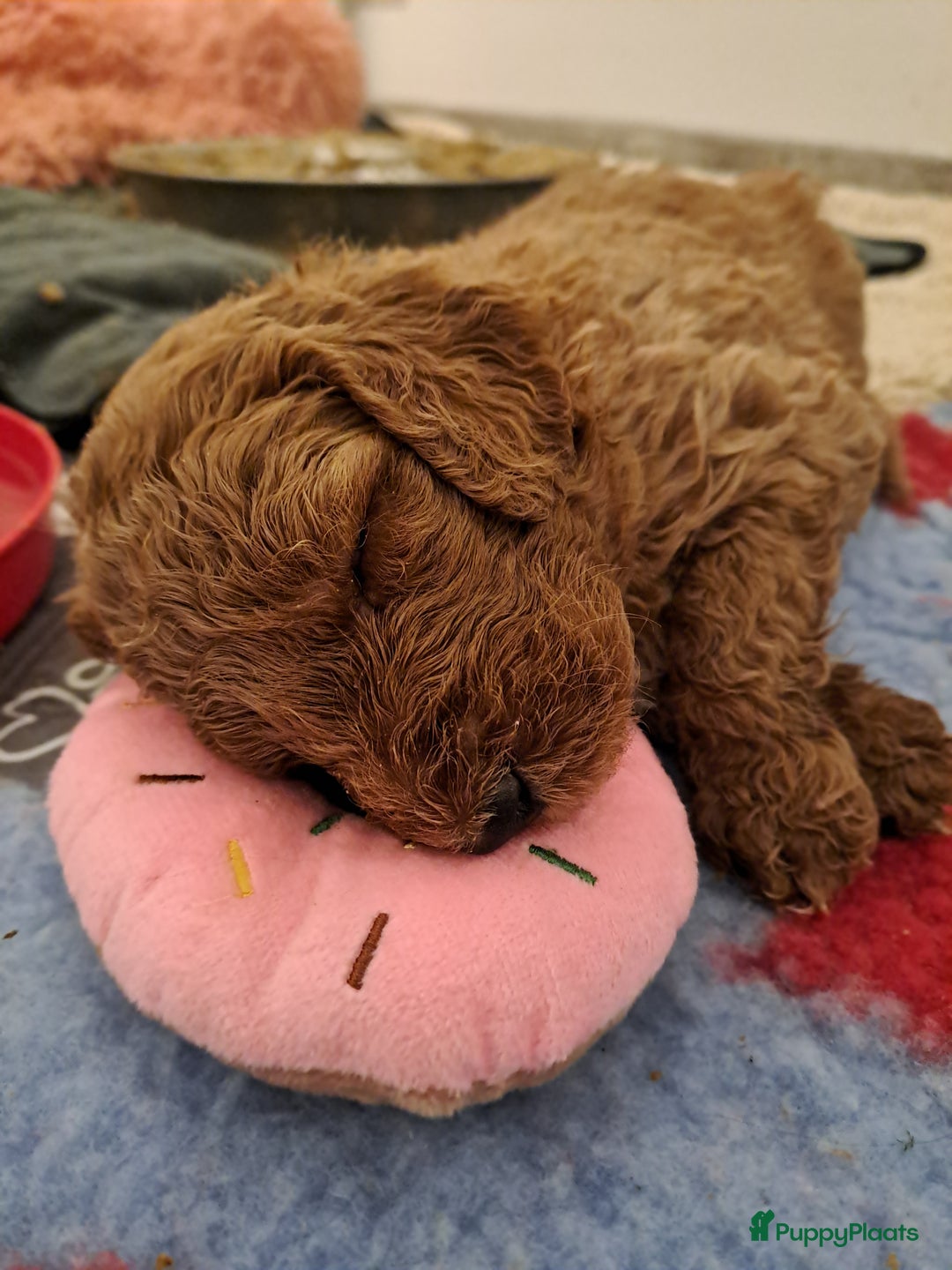 Australian Labradoodle honden te koop: Prachtige australian doodles pups  - Advertentie 4