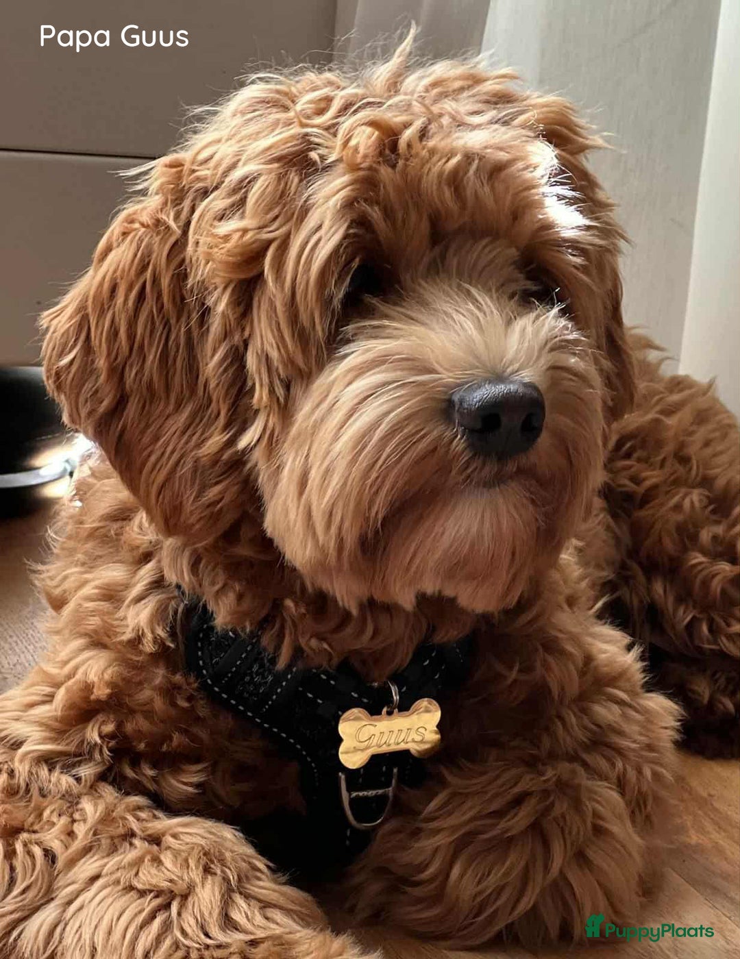 Labradoodle honden te koop: Mini labradoodle pups - Advertentie 6