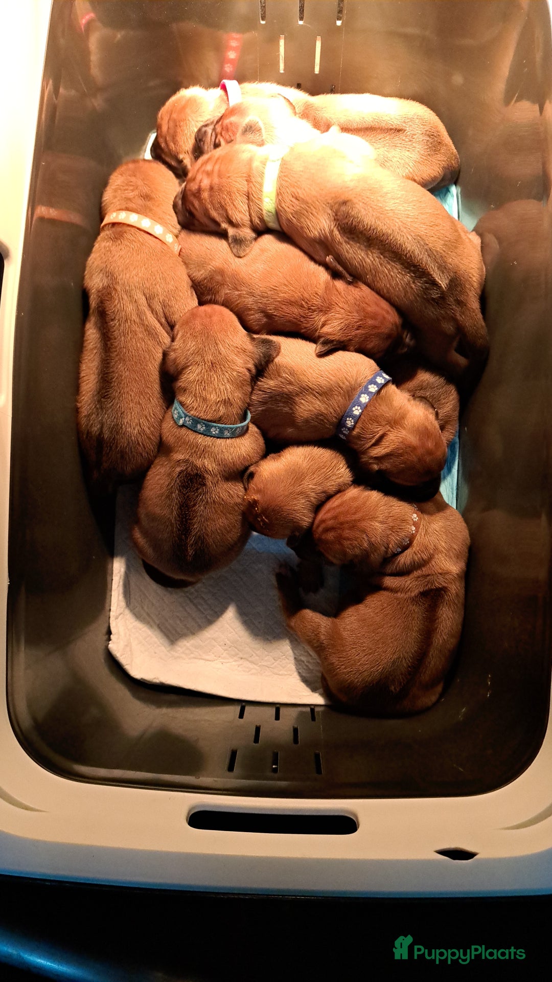 Rhodesian Ridgeback honden te koop: Super mooie rhodesian ridgeback pups in Wanneperveen - Afbeelding 2