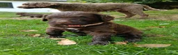 Labradoodle honden te koop: Lieve Labradoodle pups zoeken gouden mandje - Advertentie 16