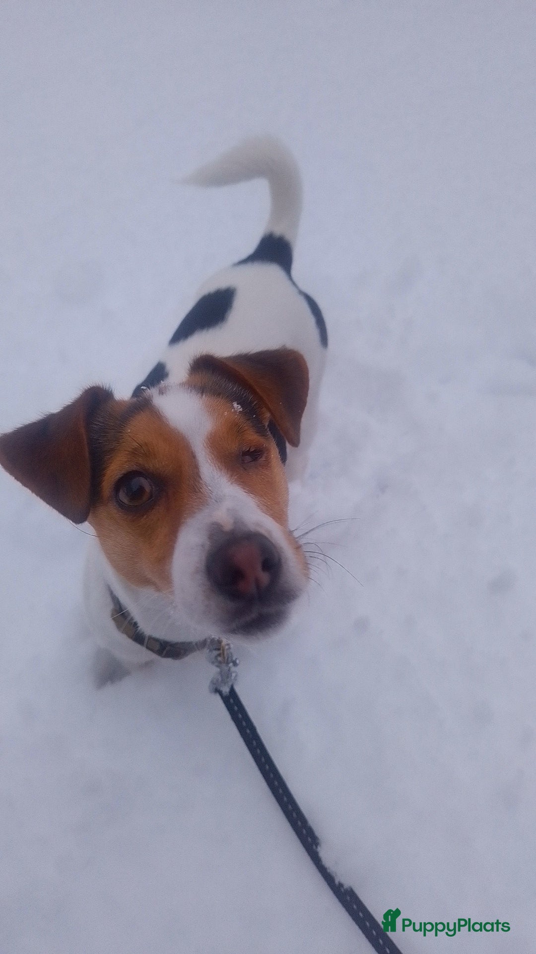Jack Russel Terriër honden Lieve mini jackrussel - Advertentie 1