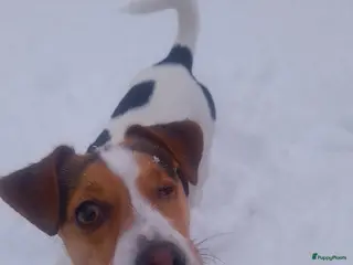 Jack Russel Terriër honden Lieve mini jackrussel - Advertentie 1