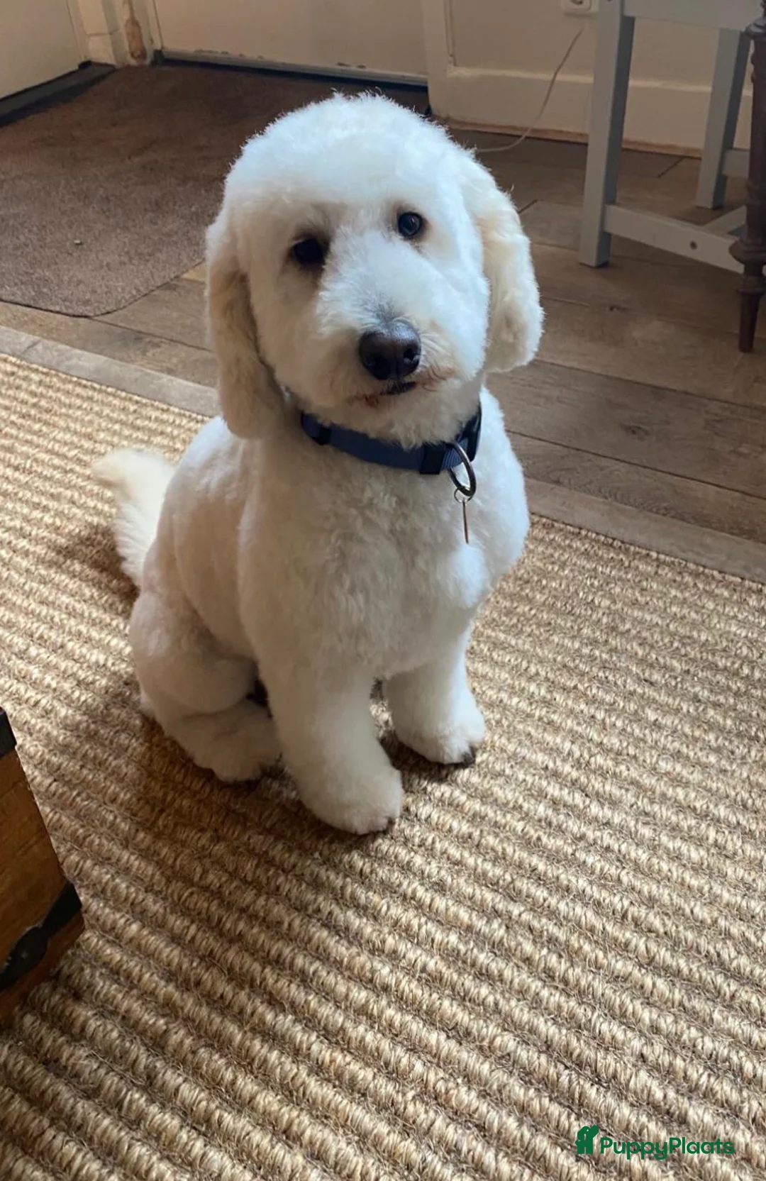 Bernedoodle honden te koop: Mini Bernedoodle pups te koop - Advertentie 13