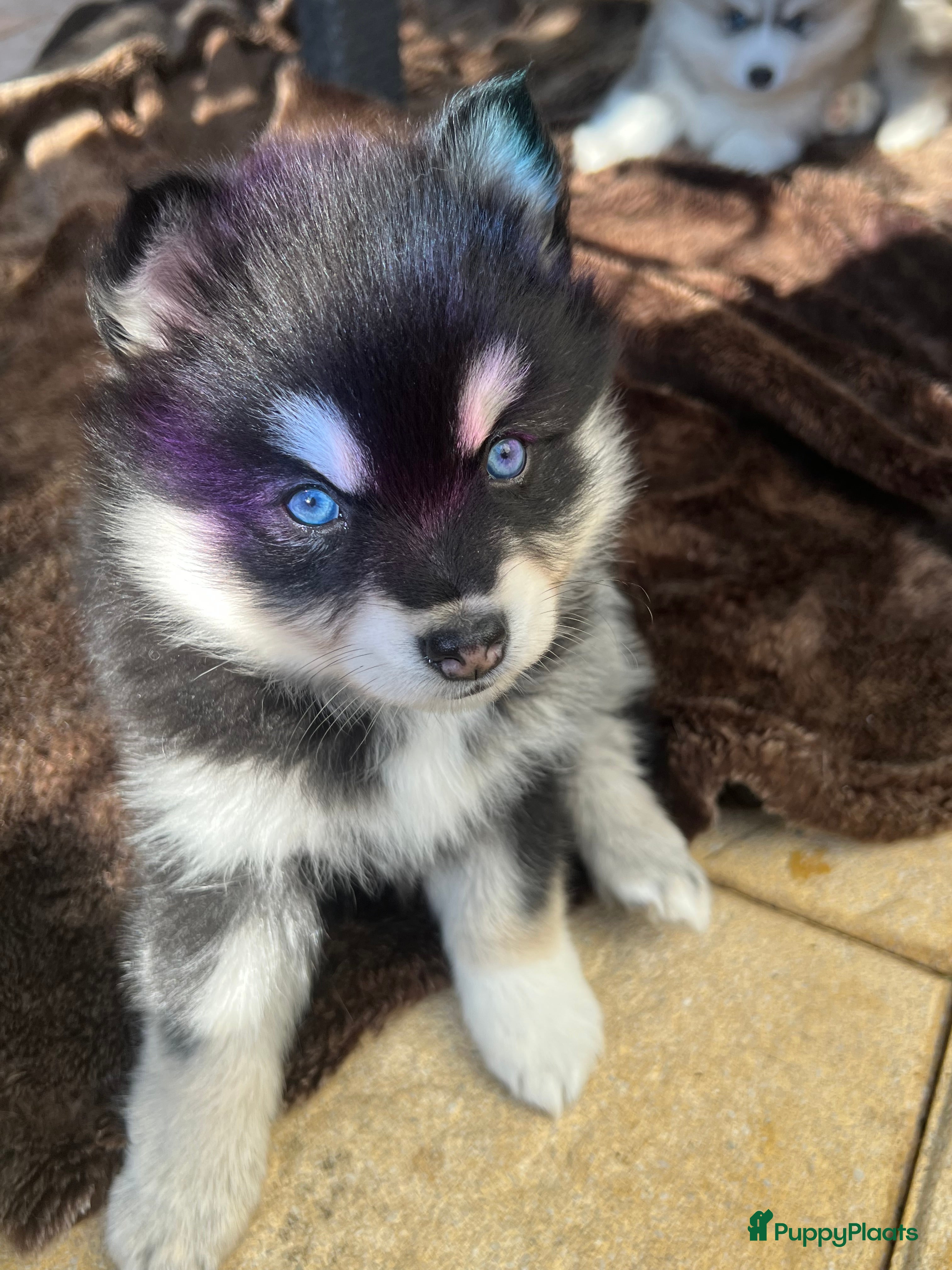 Pomsky honden Pomsky pups met blauwe ogen  - Advertentie 1