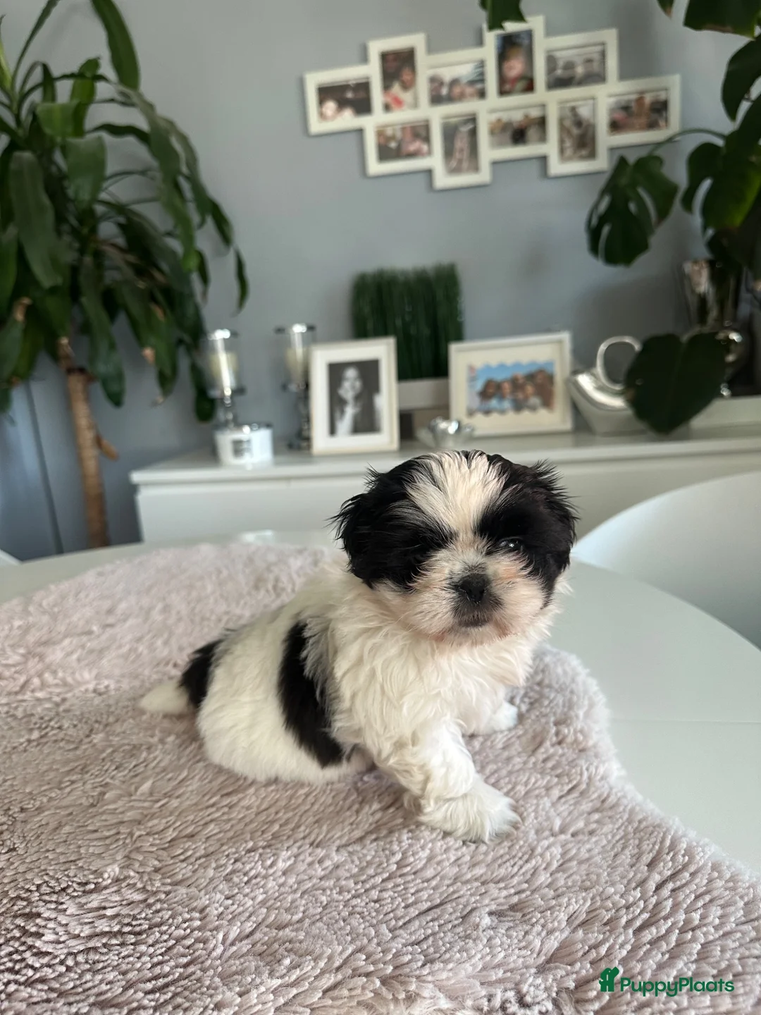 Shih Tzu honden te koop: Shih -Tzu reutje  - Advertentie 1