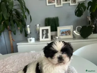 Shih Tzu honden Shih -Tzu reutje - Advertentie 10