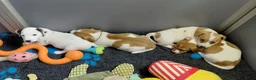 Jack Russel Terriër honden te koop: Jack Russell pups – 2 reutjes & 2 teefjes - Advertentie 3