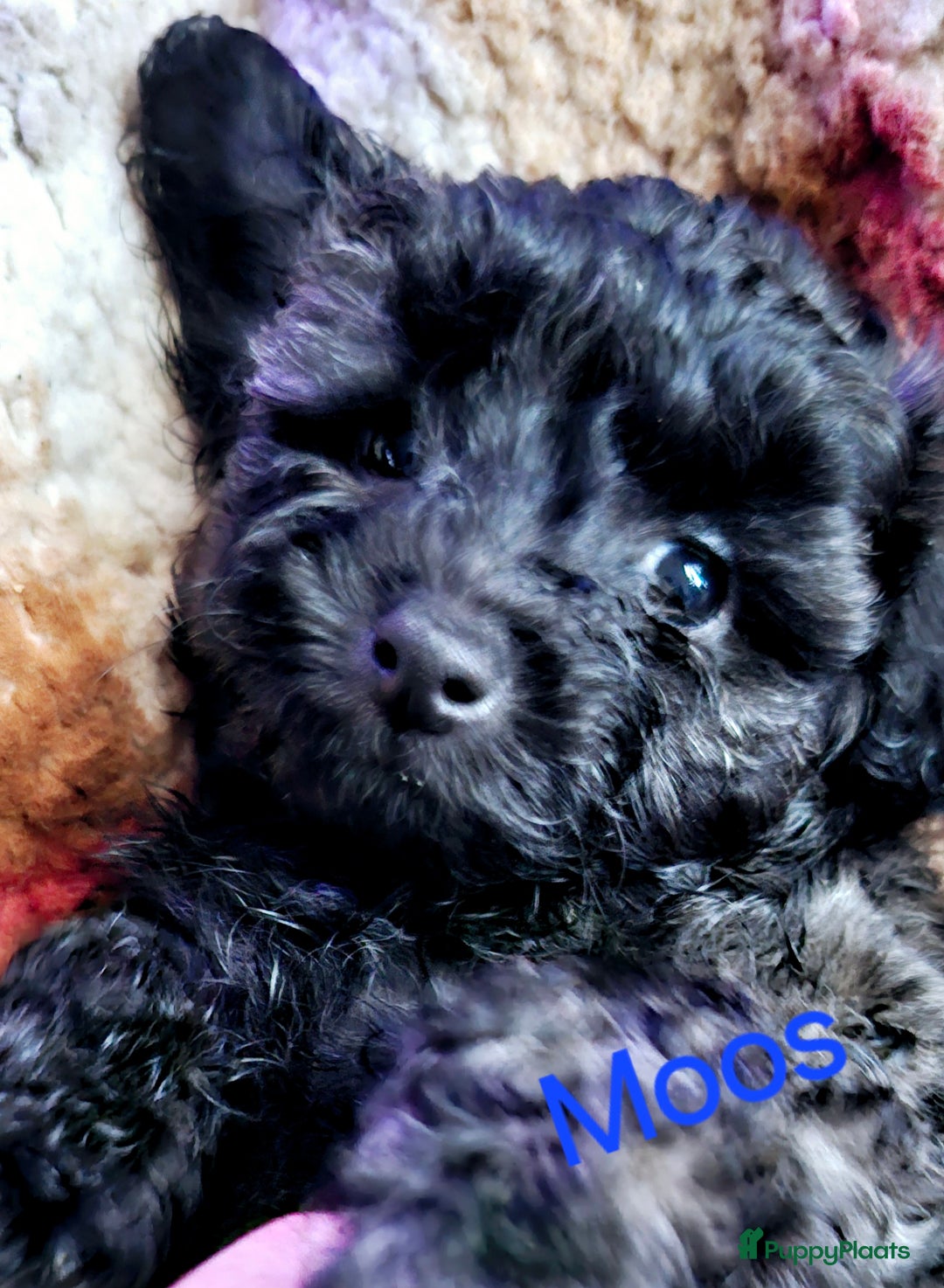 Maltipoo honden te koop: Maltipoo - Advertentie 7