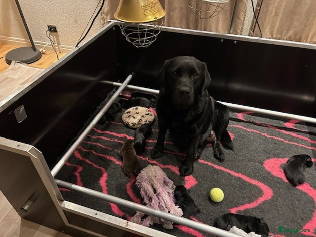 Labrador Retriever honden te koop: labradorpups  - Advertentie 3