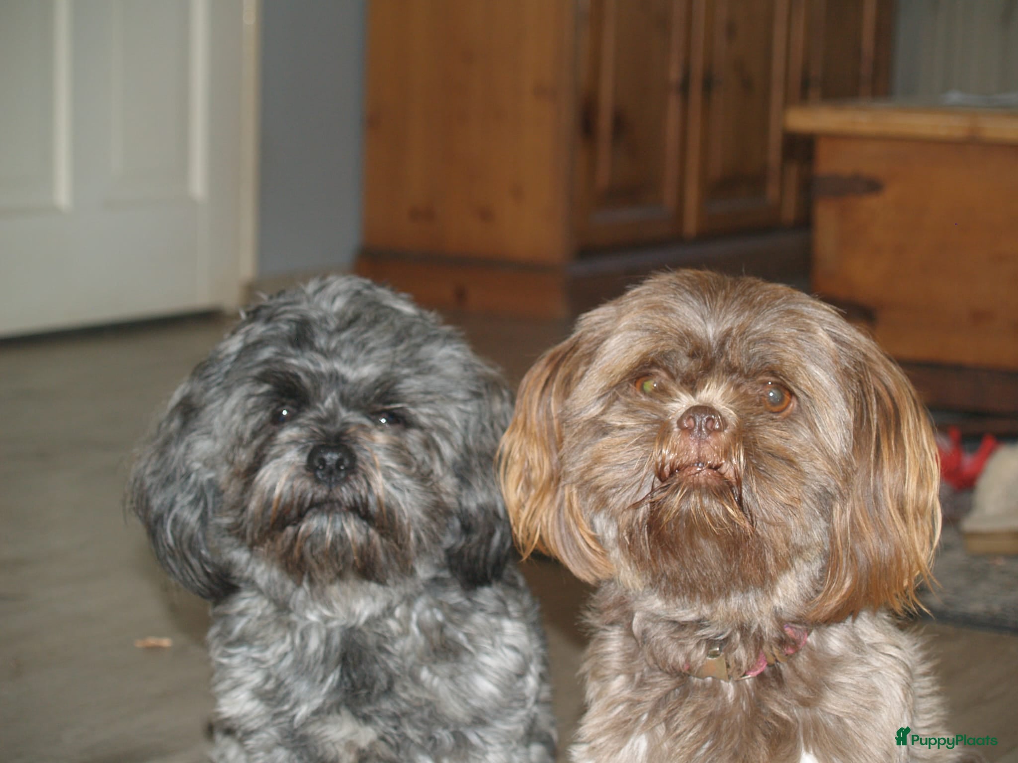 Kruising honden Shih tzu/boomer - Advertentie 3