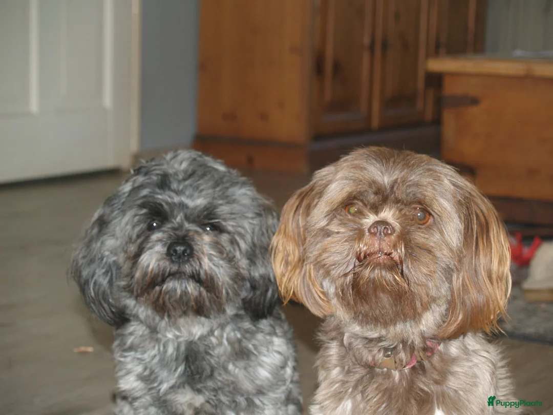 Kruising honden te koop: Shih tzu/boomer - Advertentie 1