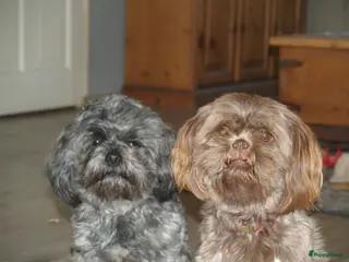 Kruising honden Shih tzu/boomer - Advertentie 3