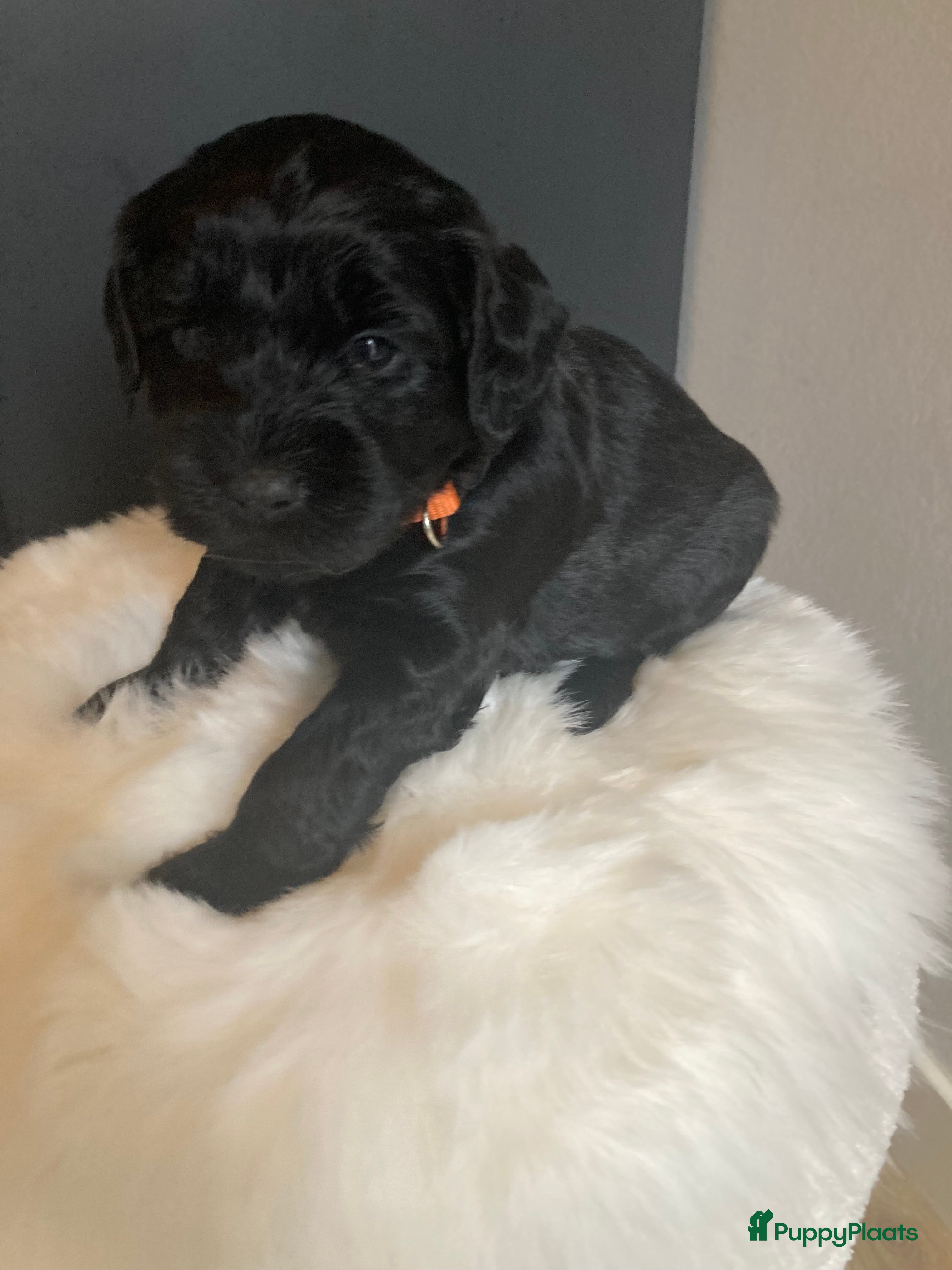 Labradoodle honden Labradoodle puppies F4 zwart - Advertentie 1