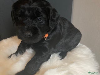 Labradoodle honden Labradoodle puppies F4 zwart - Advertentie 1