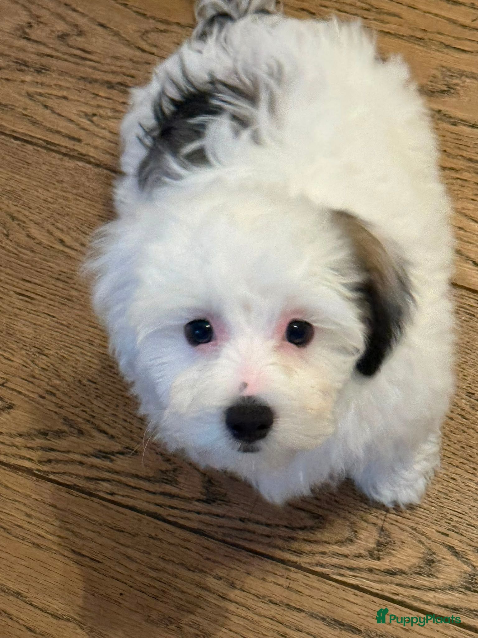 Maltipoo honden Maltezer X Poedel (Maltipoo) - Advertentie 2