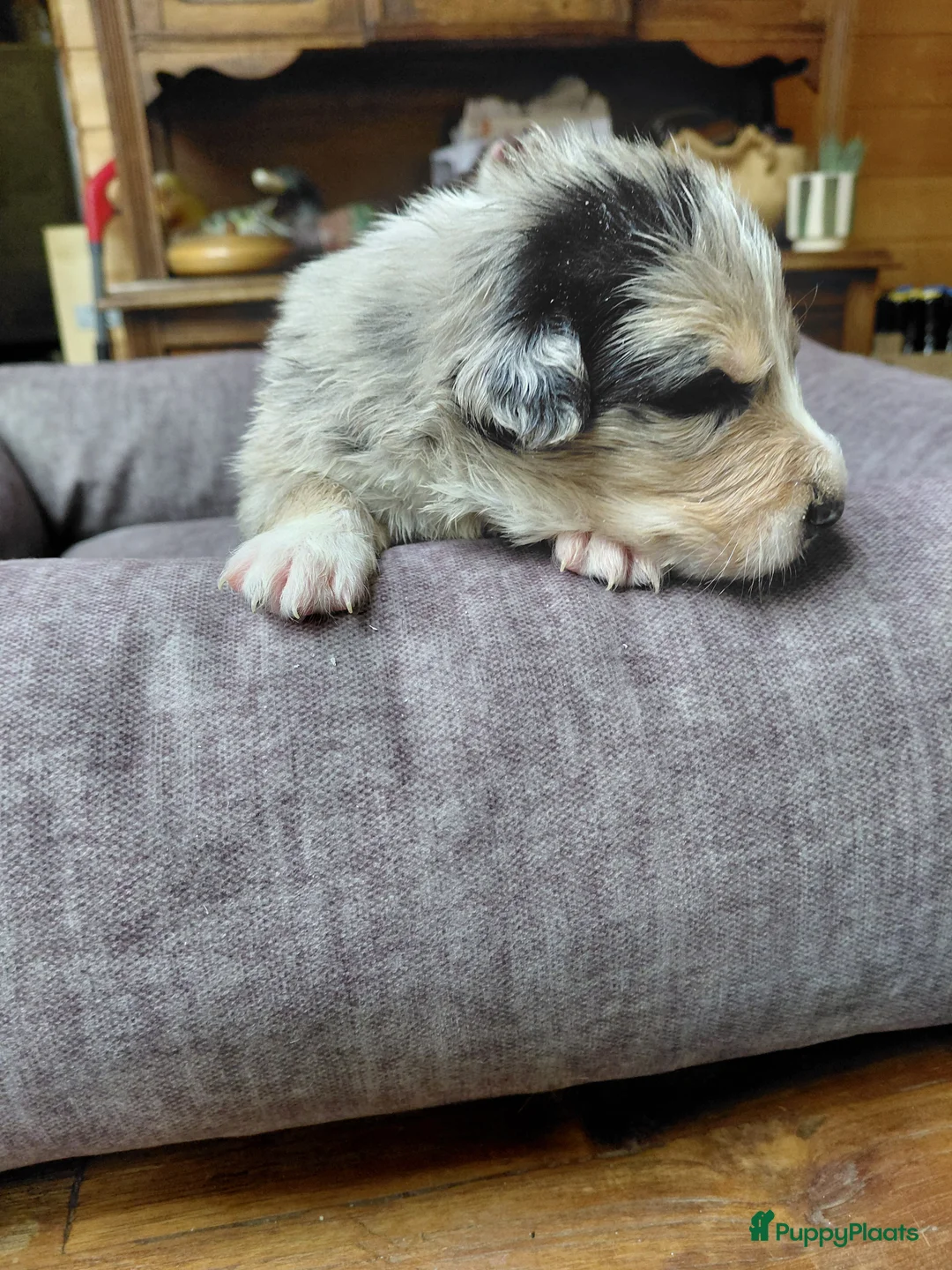 Border Collie honden te koop: Bordercollie pups  - Advertentie 13