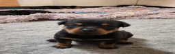 Rottweiler honden te koop: Prachtig mooie Rotweiler pups te koop! - Advertentie 5
