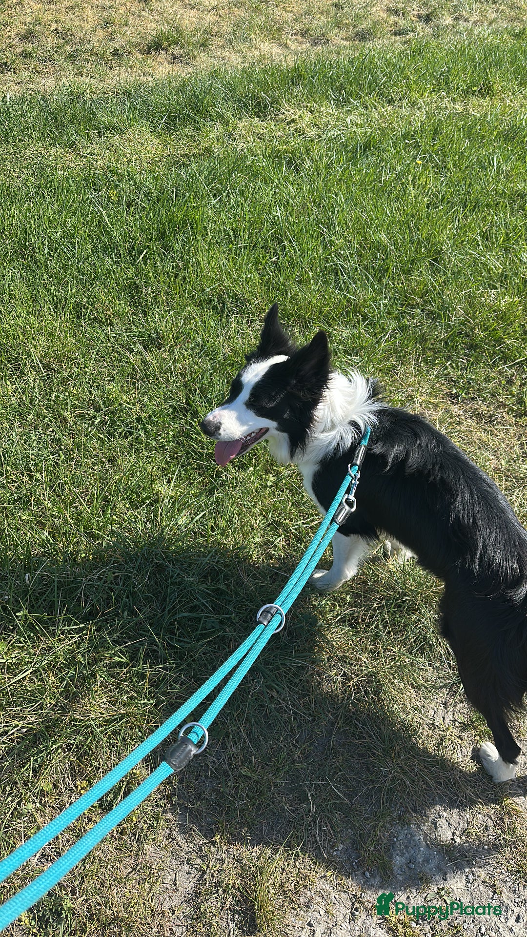 Border Collie honden ter dekking: Border Collie Dekreu in Terneuzen - Advertentie 8