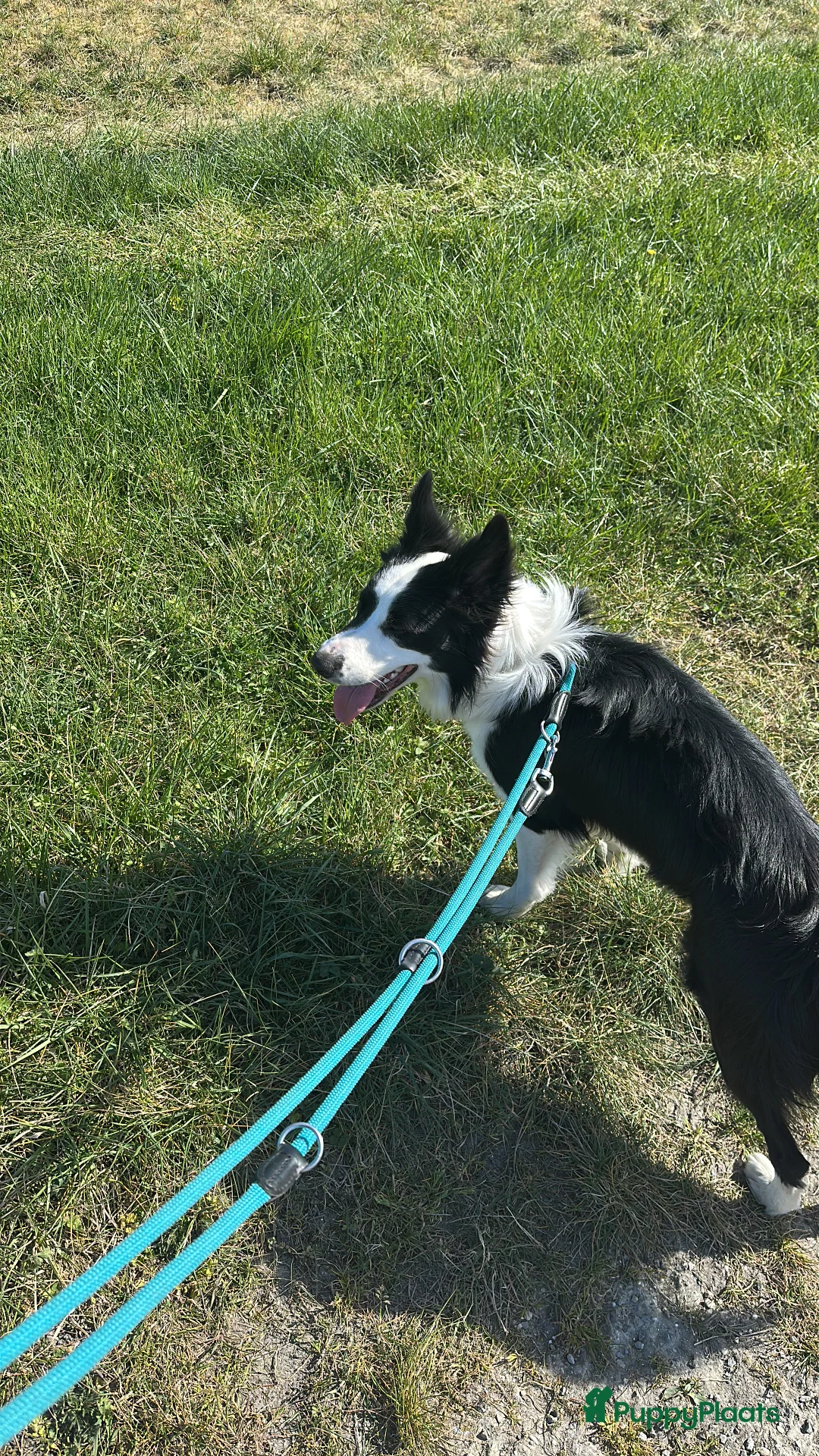 Border Collie honden ter dekking: Border Collie Dekreu in Terneuzen - Advertentie 8