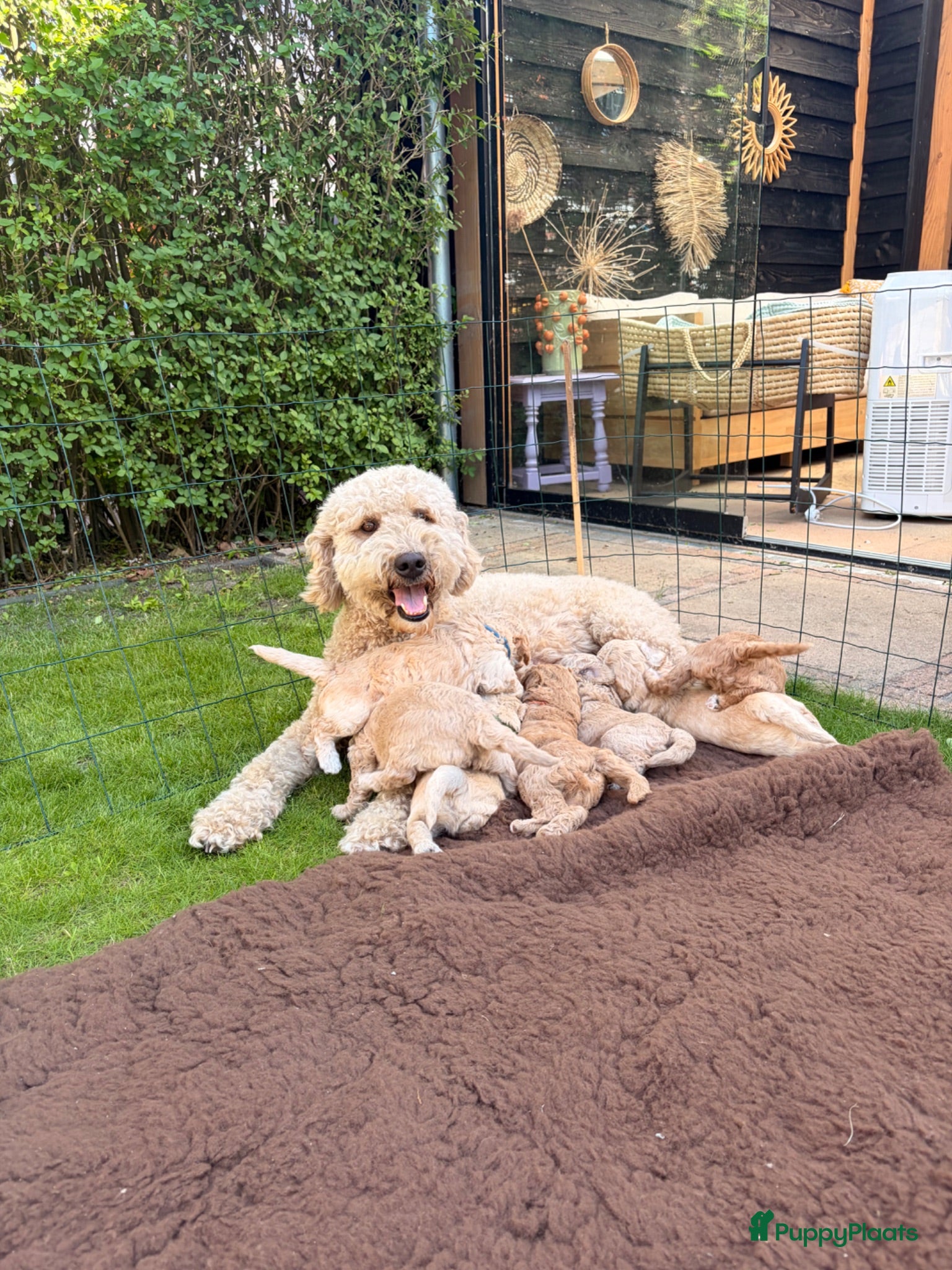 Goldendoodle honden Knappe Goldendoodles Pups  - Advertentie 17
