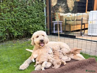 Goldendoodle honden Knappe Goldendoodles Pups - Advertentie 17