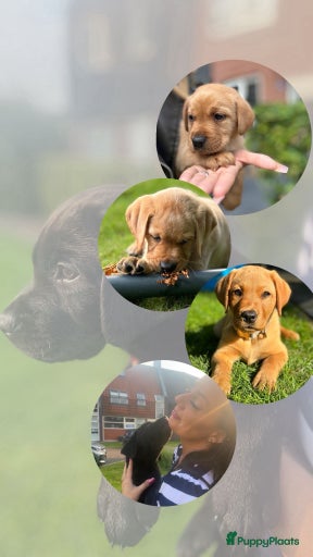 Galerij afbeelding {{count}}