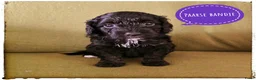 Labradoodle honden te koop: Mini labradoodle pups - Advertentie 11