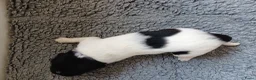 Friese Stabij honden te koop: Friese Stabij puppy's te koop - Advertentie 13