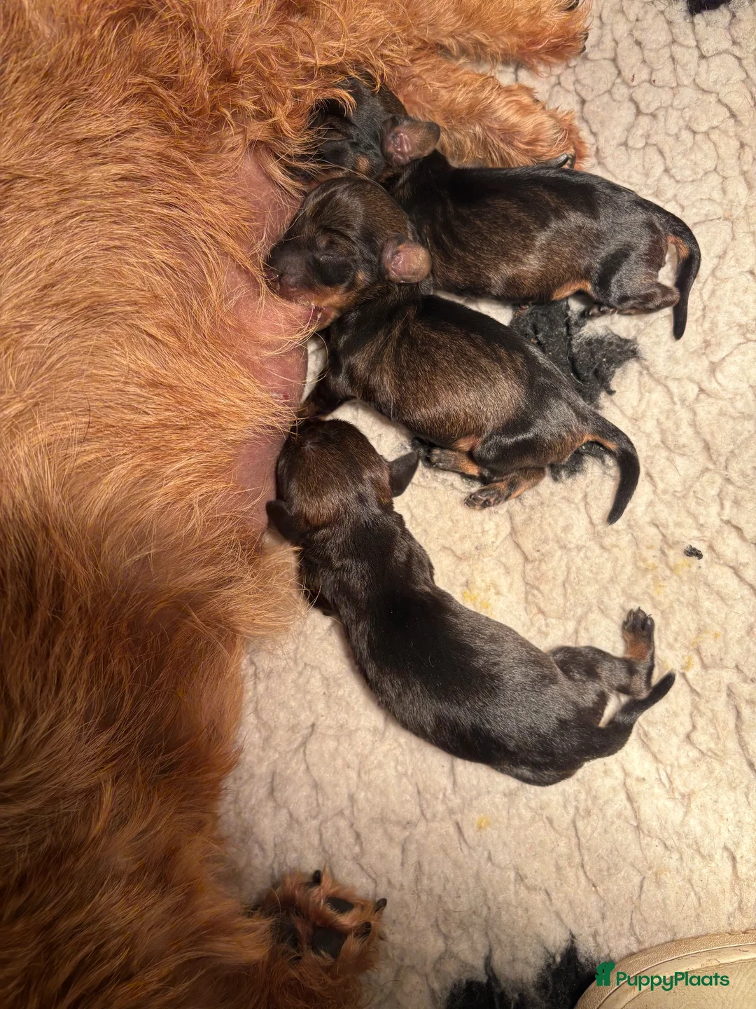 Ruwhaar Teckel honden te koop: Prachtige ruwhaar teckelpups kaninchen/dwerg - Advertentie 2