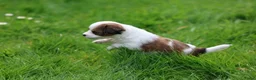 Kooikerhondje honden te koop: kooiker pups in Paterswolde - Advertentie 3