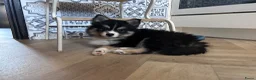 Pomsky honden te koop: 6 pomskys - Advertentie 3