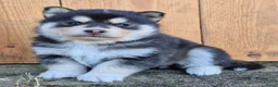 Kruising honden te koop: Pomsky (3/4) x Shiba inu (1/4) pups - Advertentie 4