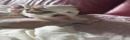Shih Tzu honden te koop: twee raszuivere shih tzu-puppy's - Advertentie 6