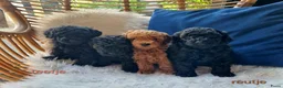 Poedel Toy honden te koop: Toypoedel pups in Oosterwolde - Advertentie 1