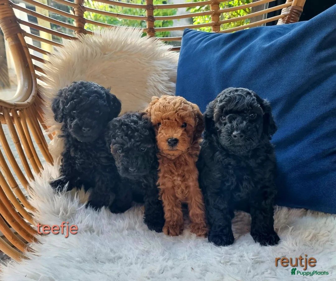Poedel Toy honden te koop: Toypoedel pups in Oosterwolde - Advertentie 1