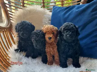 Poedel Toy honden Toypoedel pups - Advertentie 2
