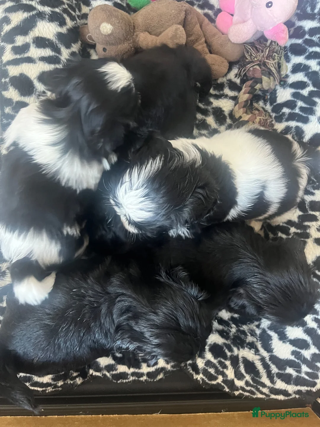 Shih Tzu honden te koop: Lieve Shih Tzu pups in Honselersdijk - Advertentie 18