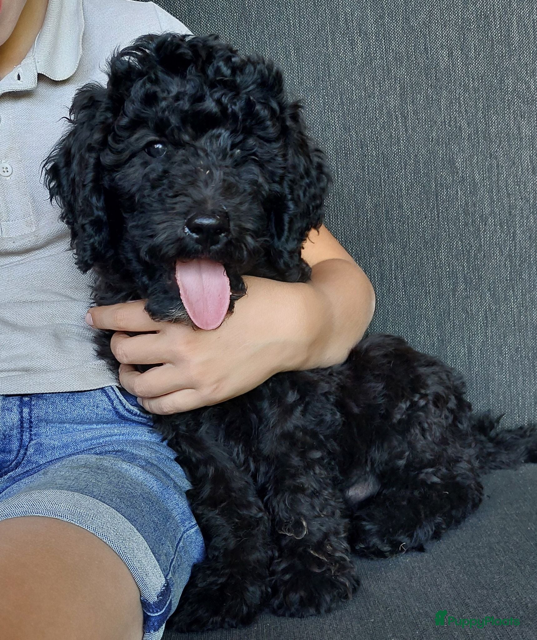 Labradoodle honden Nog 2 knappe labradoodles  - Advertentie 14