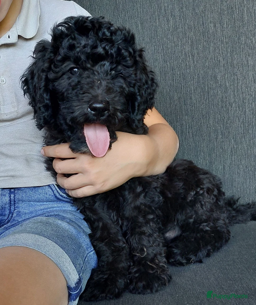 Labradoodle honden te koop: Nog 2 knappe labradoodles  - Advertentie 1