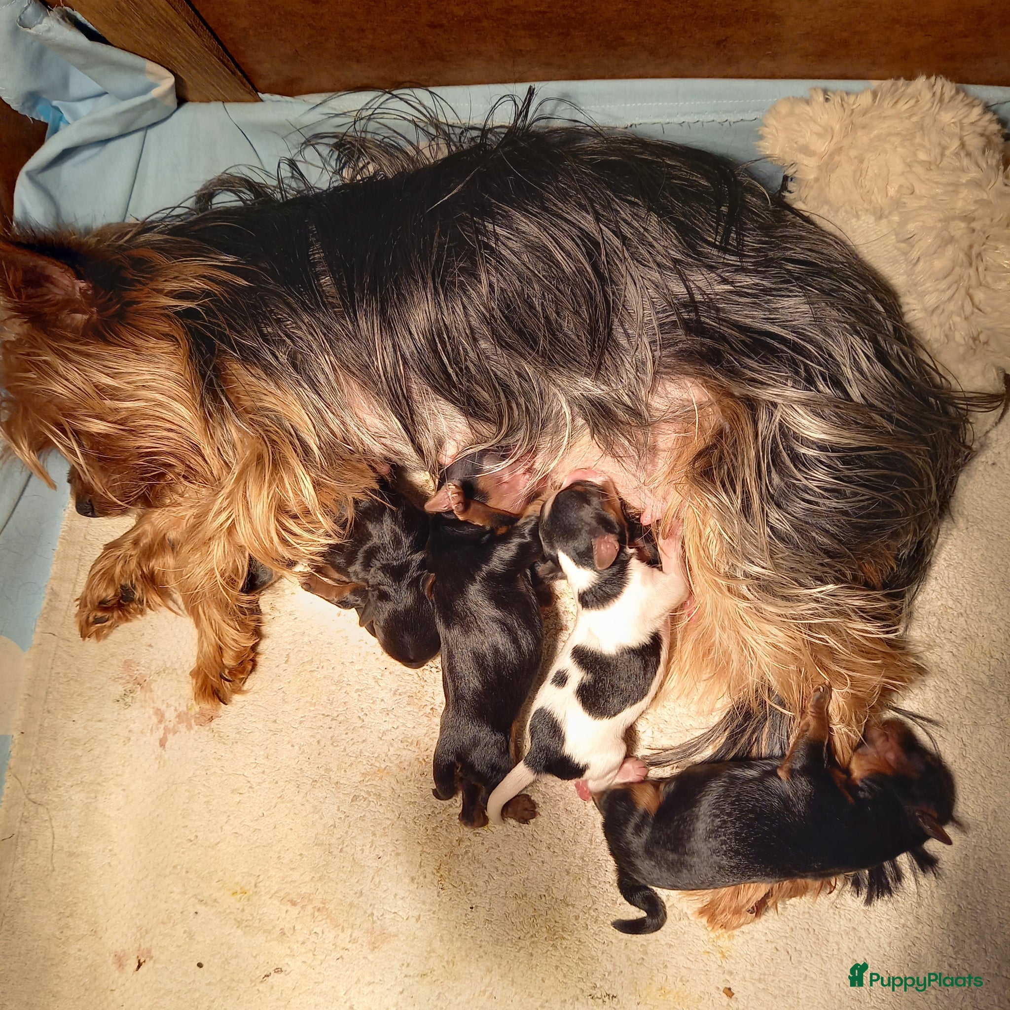 Biewer Terrier honden Klassiek Biewer met York look-a-like - Advertentie 1