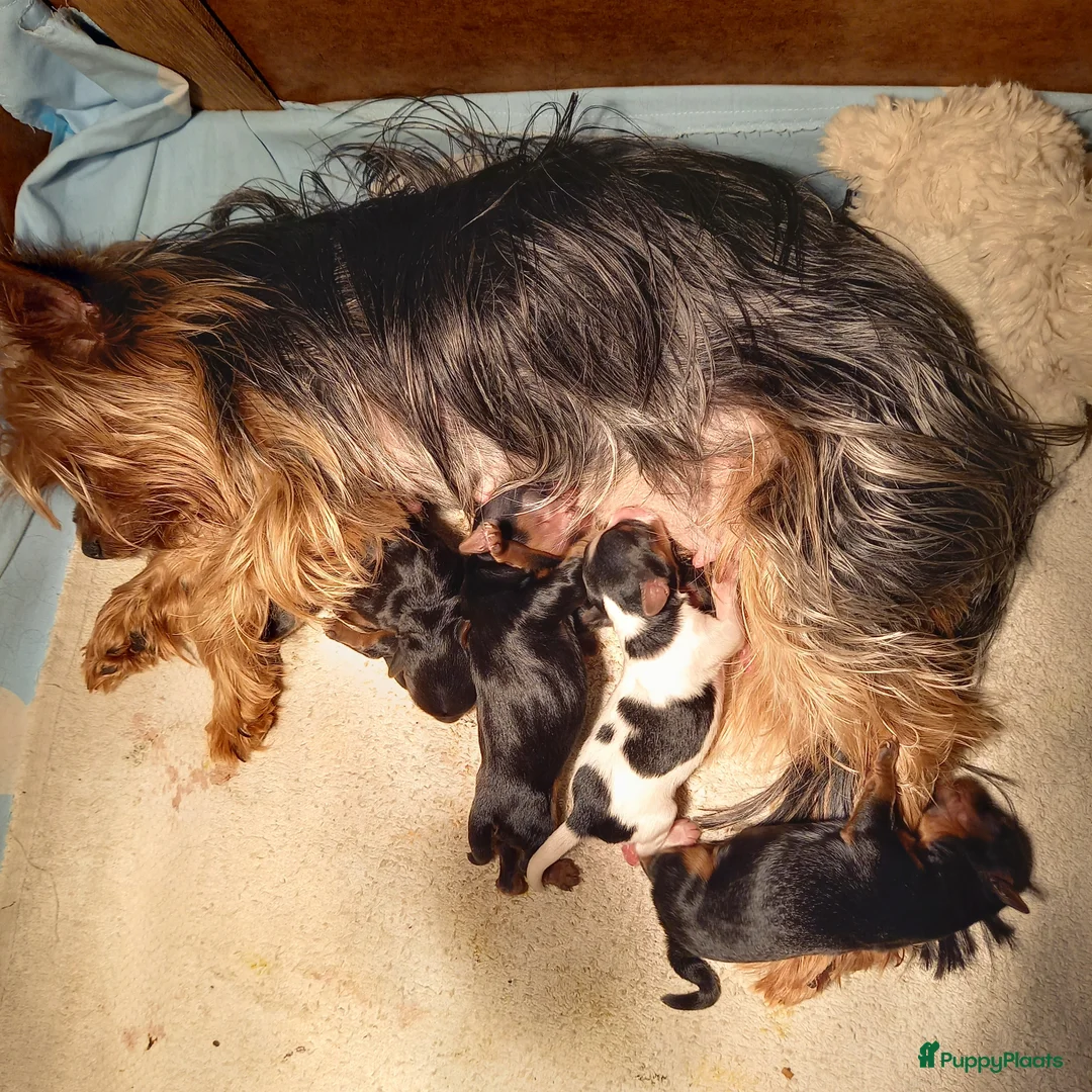 Biewer Terrier honden te koop: Klassiek Biewer met York look-a-like - Advertentie 1