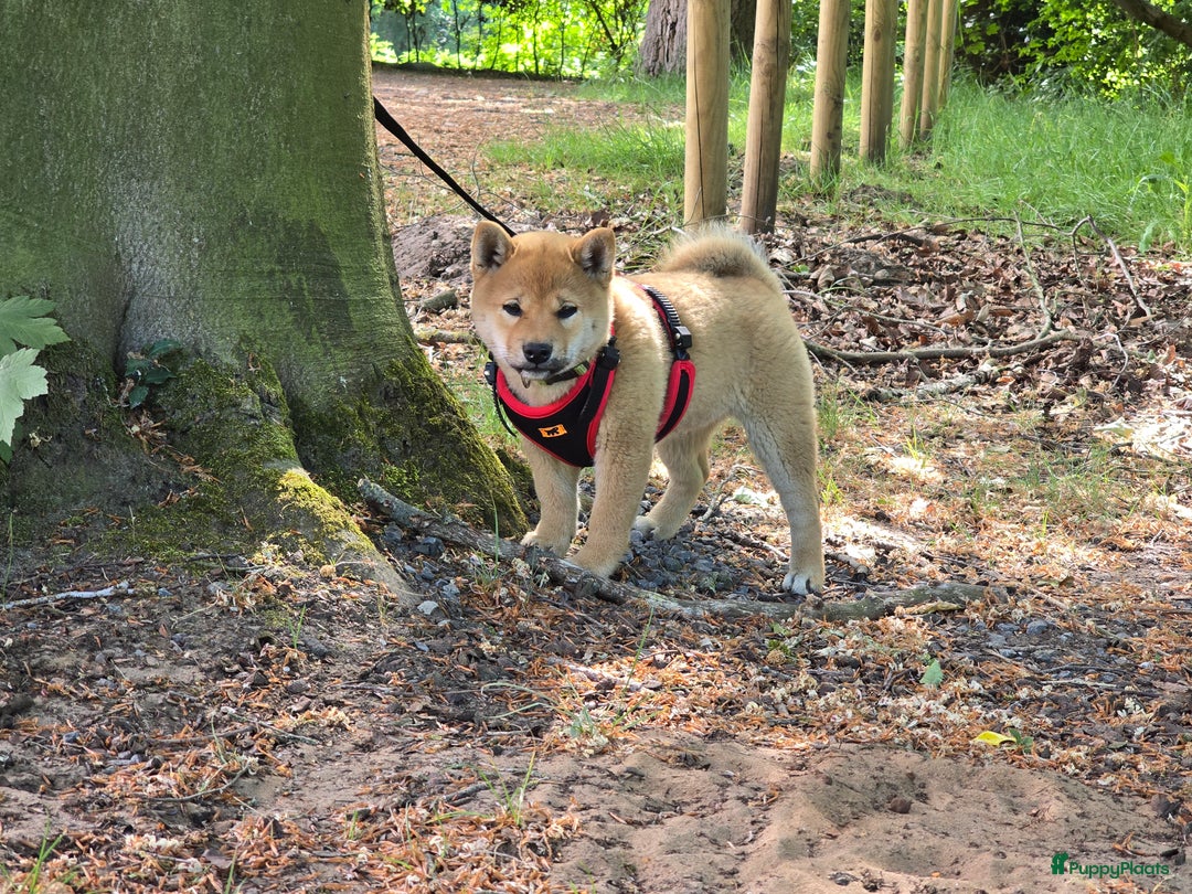 Galerij afbeelding {{count}}