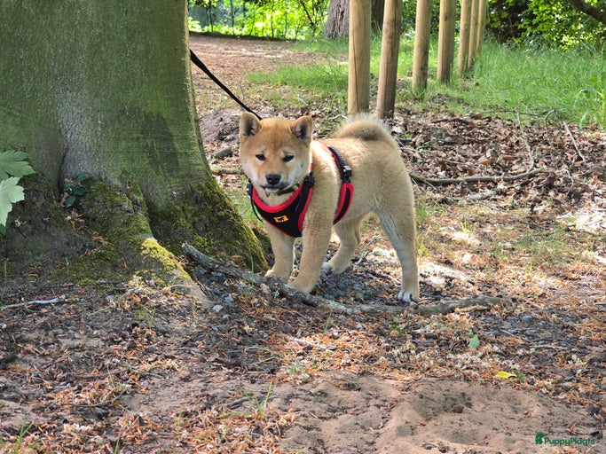 Galerij afbeelding {{count}}