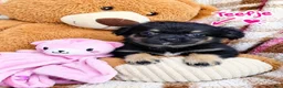Kruising honden te koop: Lief Nestje Pomeriaan × Boomerpups  - Advertentie 5