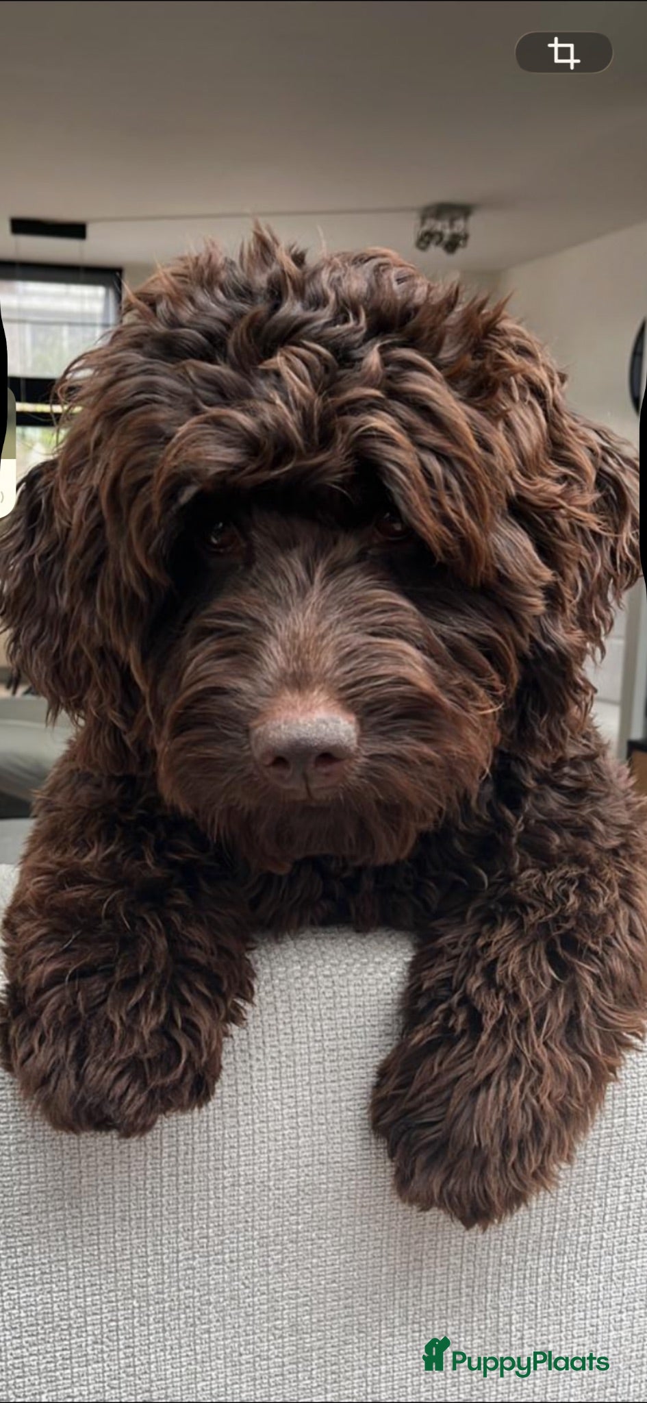Labradoodle honden Medium chocolade labradoodles 75% Australian  - Advertentie 15