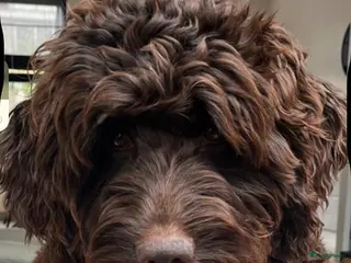 Labradoodle honden Medium chocolade labradoodles 75% Australian - Advertentie 15